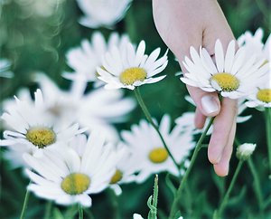 Blog. Flower Healing