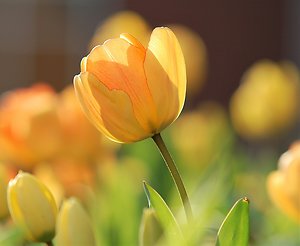 Blog. Spring Tulip